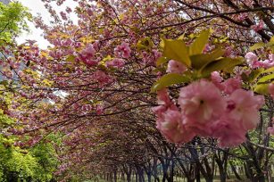 春意萌動，萬物復(fù)蘇，不二傳動邀您賞花
